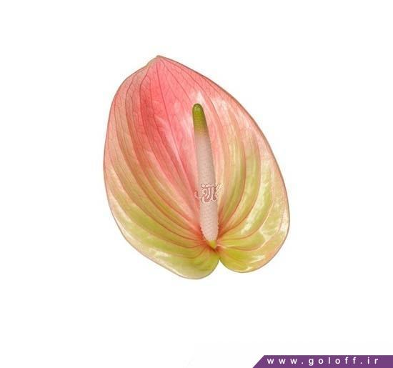 گل آنتوریوم مارآ - Anthorium | گل آف